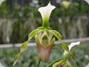 Paph. dianthum